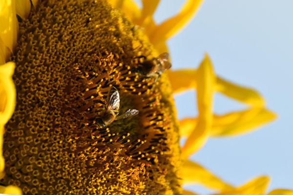 Pozyskiwanie pyłku pszczelego